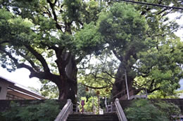 Camphor Trees